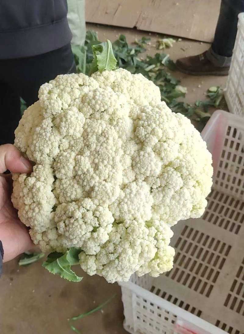 菜花有机松花菜白面青梗散花商超市场代收代发全国