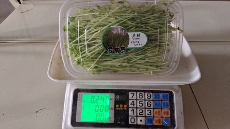 【优选】精品芽苗菜支持视频看货诚信经营做放心好货