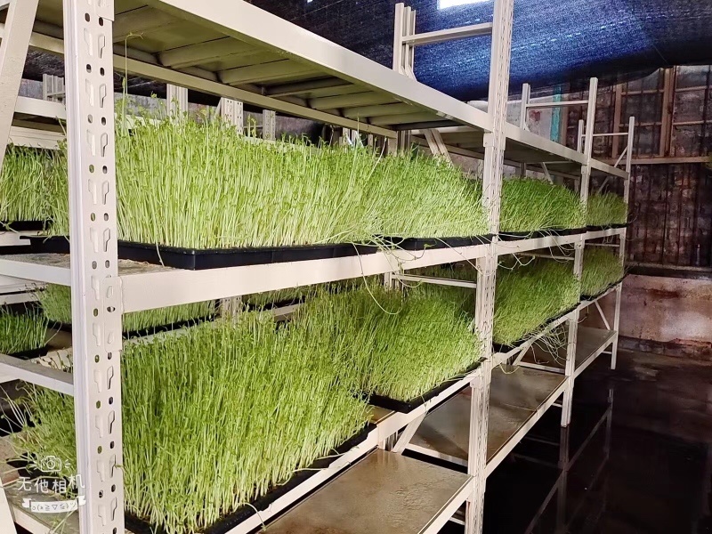 【优选】精品芽苗菜支持视频看货诚信经营做放心好货