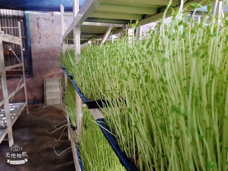 【优选】精品芽苗菜支持视频看货诚信经营做放心好货