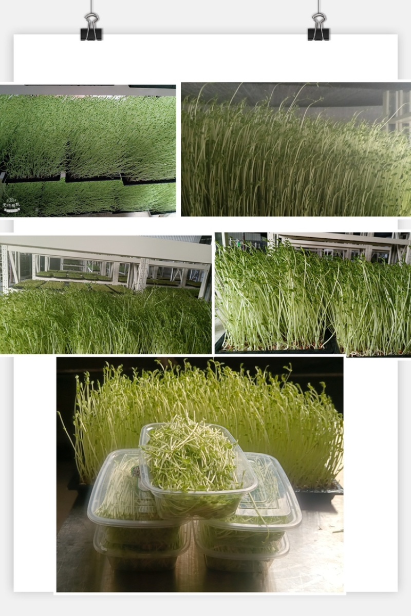 【优选】精品芽苗菜支持视频看货诚信经营做放心好货