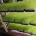 【优选】精品芽苗菜支持视频看货诚信经营做放心好货