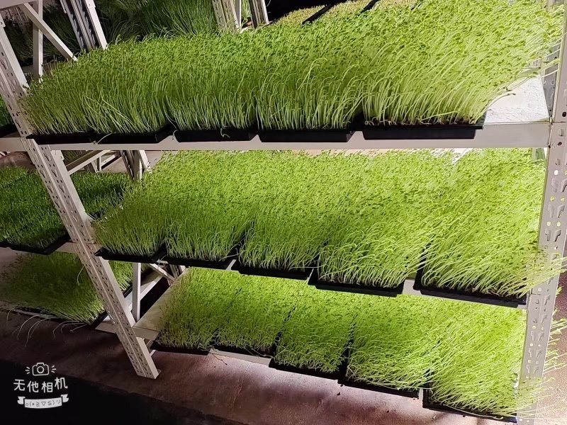 【优选】精品芽苗菜支持视频看货诚信经营做放心好货