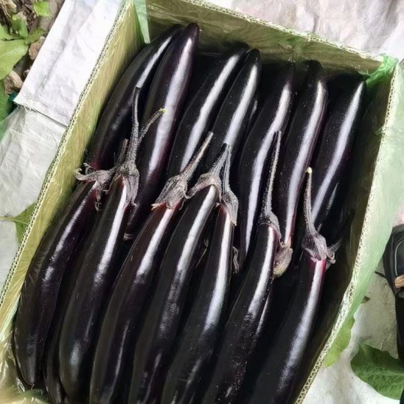 辽宁暖棚紫长茄子，紫力人602，精品紫库茄子大量上市，