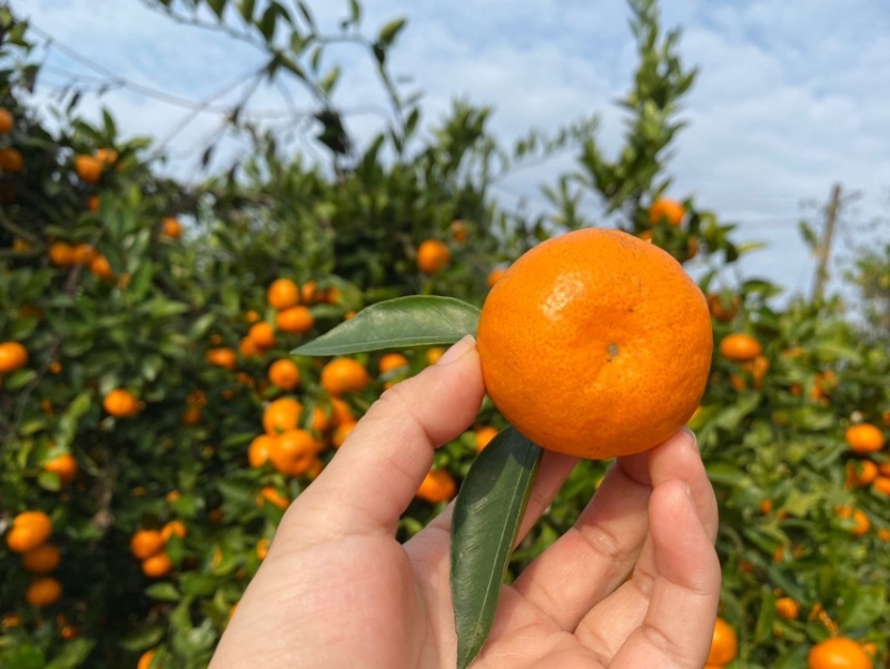 【热卖】蜜桔小叶橘皮薄纯甜糖分好大量供应