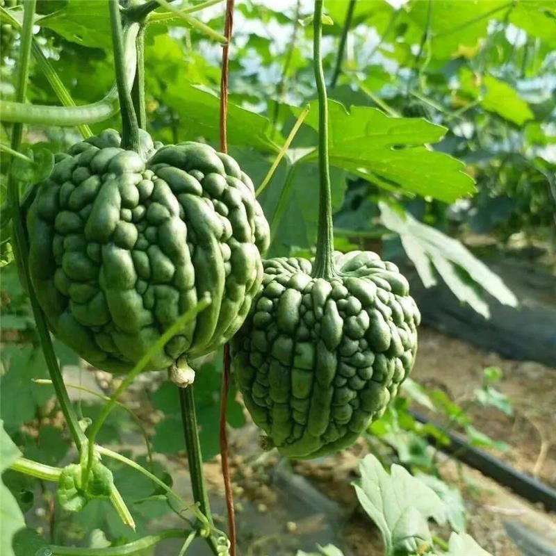 力禾玲珑苦瓜种子珍珠苹果苦瓜种籽疙瘩瓜白凉瓜耐热