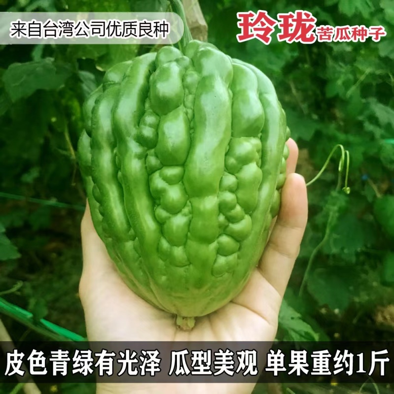 力禾玲珑苦瓜种子珍珠苹果苦瓜种籽疙瘩瓜白凉瓜耐热