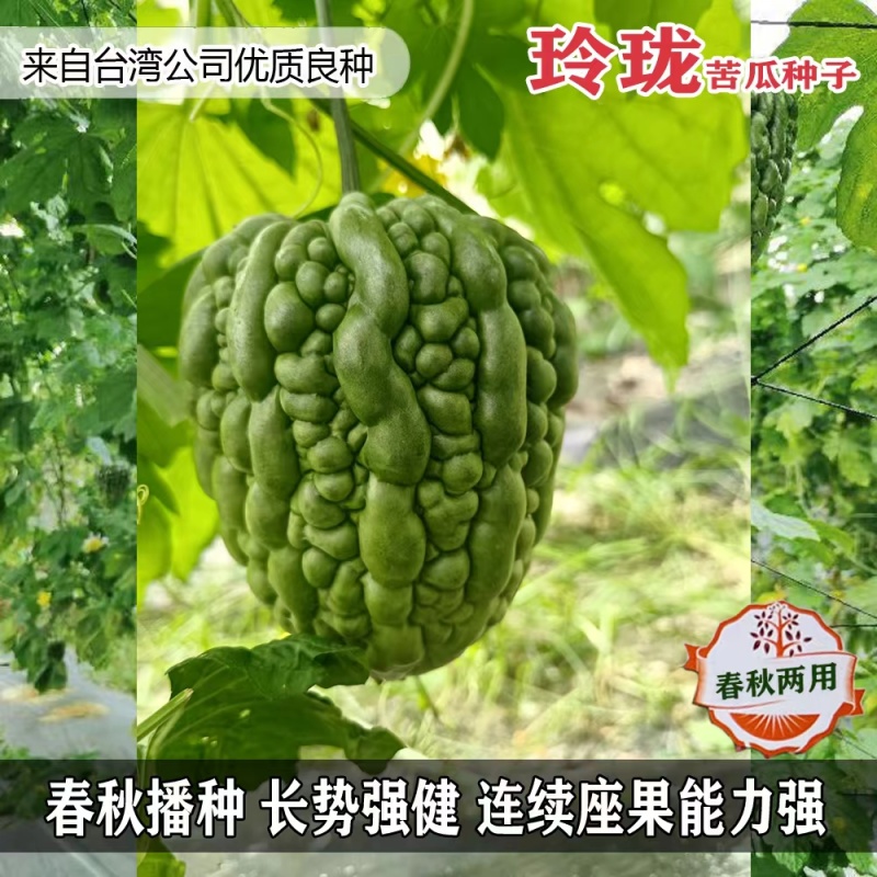 力禾玲珑苦瓜种子珍珠苹果苦瓜种籽疙瘩瓜白凉瓜耐热