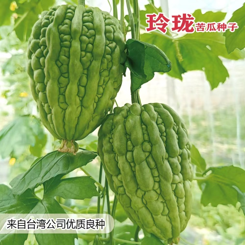 力禾玲珑苦瓜种子珍珠苹果苦瓜种籽疙瘩瓜白凉瓜耐热