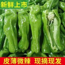 【薄皮辣】江苏辣椒/自家基地/供应市场电商/社区团购