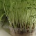 【优选】精品芽苗菜支持视频看货诚信经营做放心好货