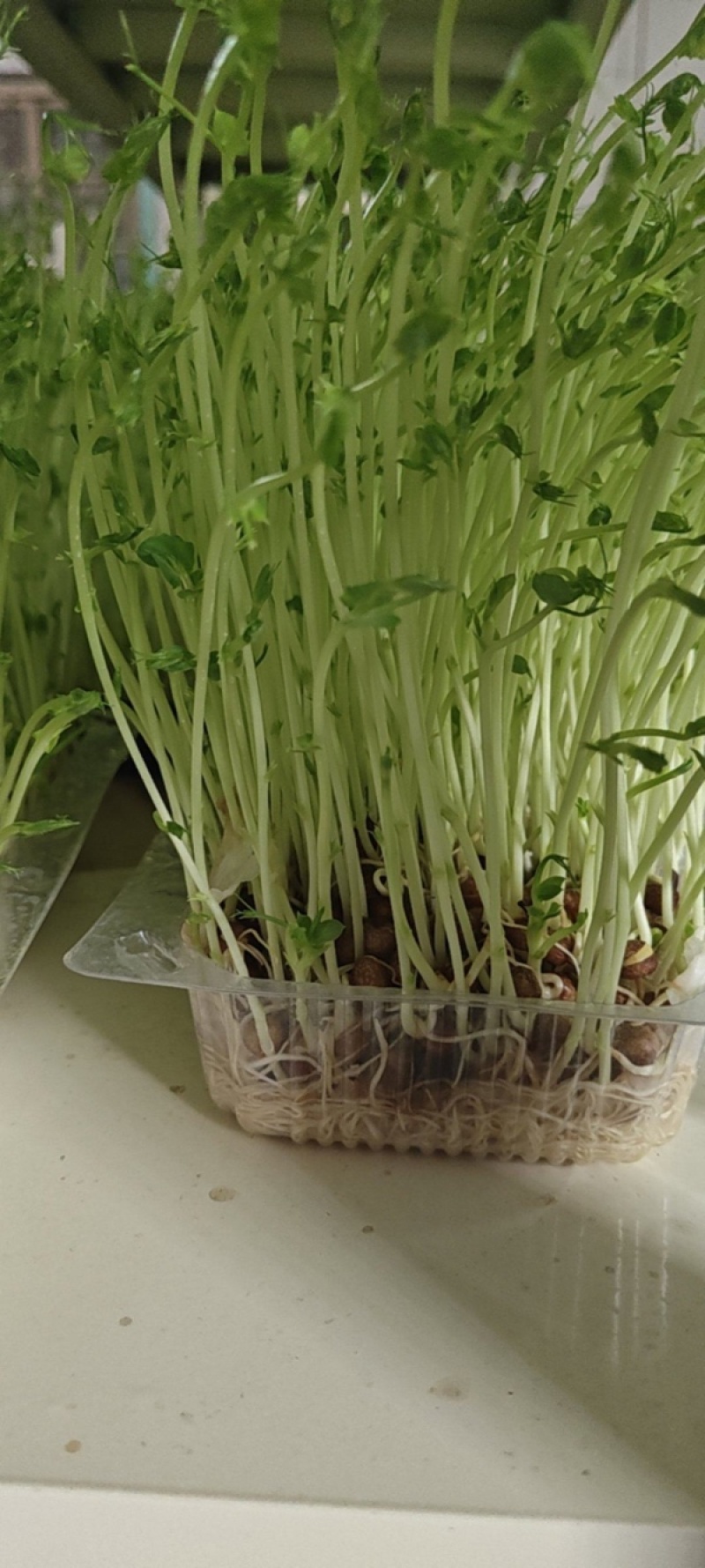 【优选】精品芽苗菜支持视频看货诚信经营做放心好货