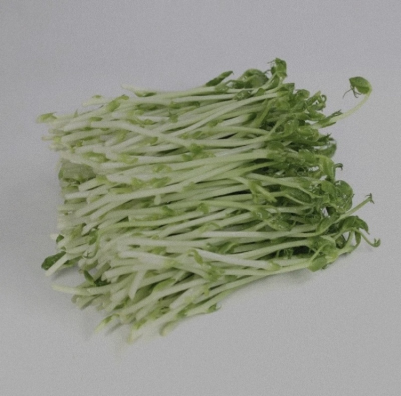 【优选】精品芽苗菜支持视频看货诚信经营做放心好货