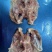 鸡肉