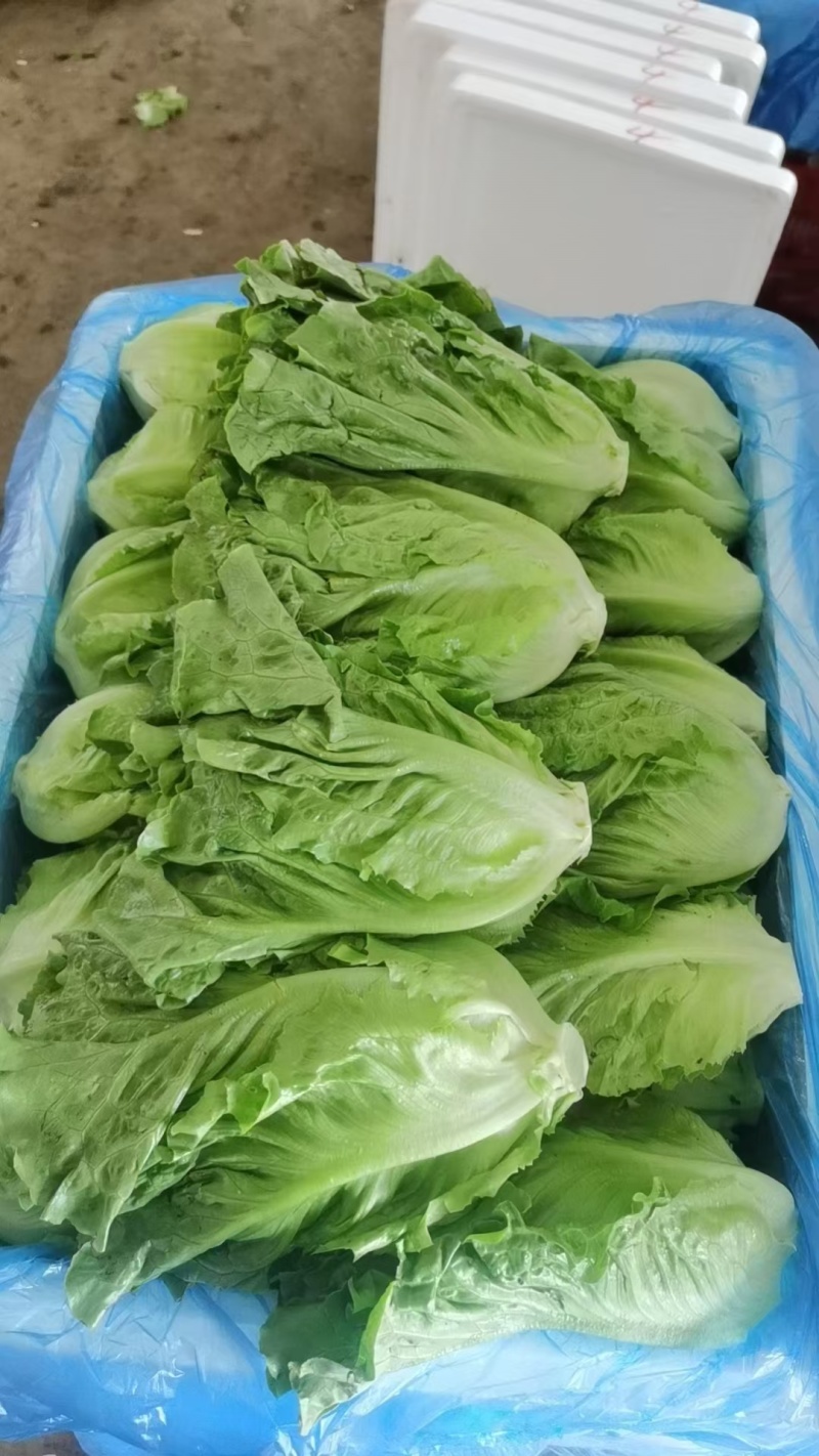 精品意大利质量保证产地直发需要的老板前来选购