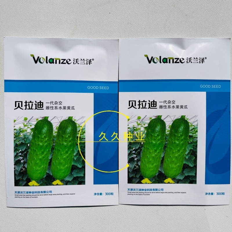 贝拉迪早熟雌性水果黄瓜种子短棒旱黄瓜种籽口感脆甜大田专用