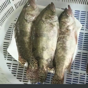 鳜鱼