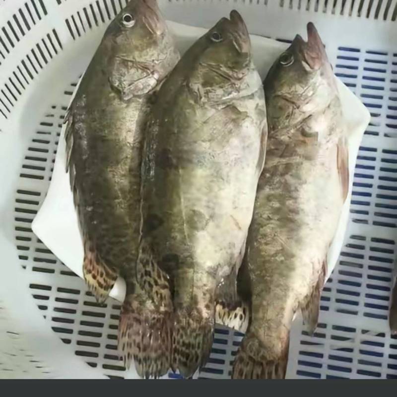 鳜鱼