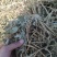 【优选】大量批发优质花生秧草料，无土无膜无霉变，质优价廉