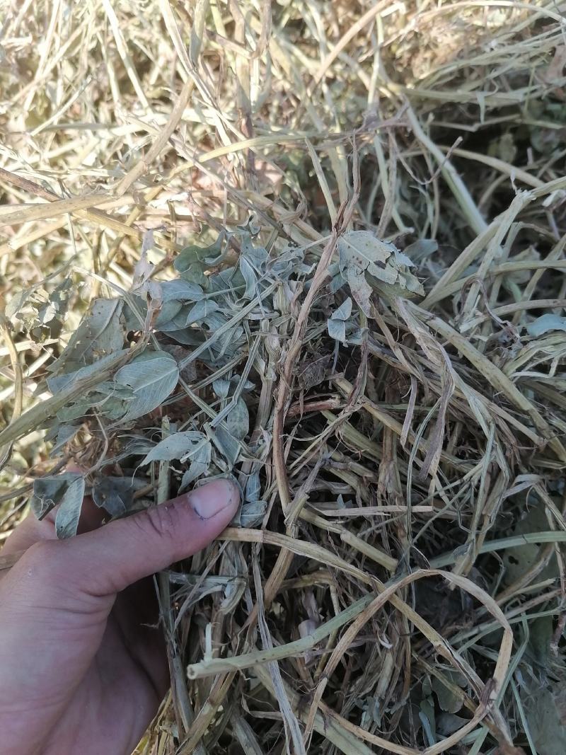 【优选】大量批发优质花生秧草料，无土无膜无霉变，质优价廉