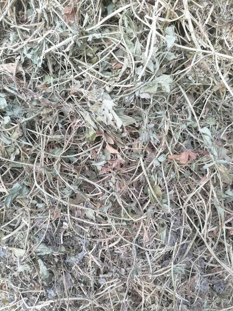 【优选】大量批发优质花生秧草料，无土无膜无霉变，质优价廉