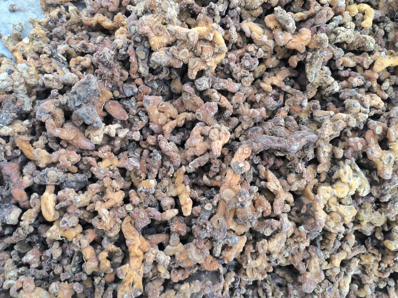 贵州深山老林野生多花倒苗姜型黄精干货