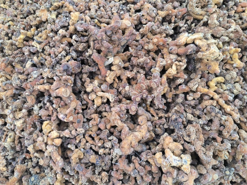 贵州深山老林野生多花倒苗姜型黄精干货
