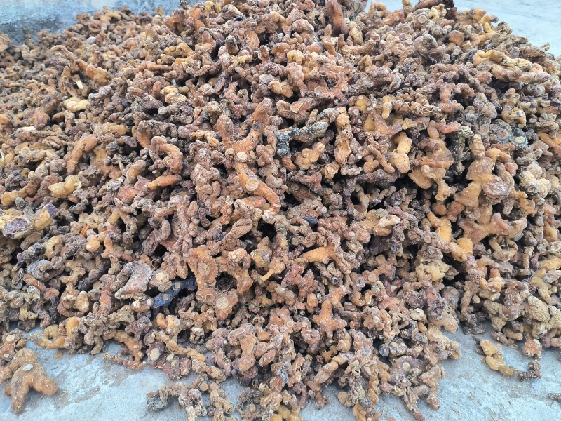 贵州深山老林野生多花倒苗姜型黄精干货