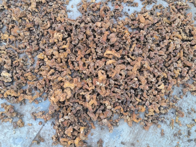 贵州深山老林野生多花倒苗姜型黄精干货