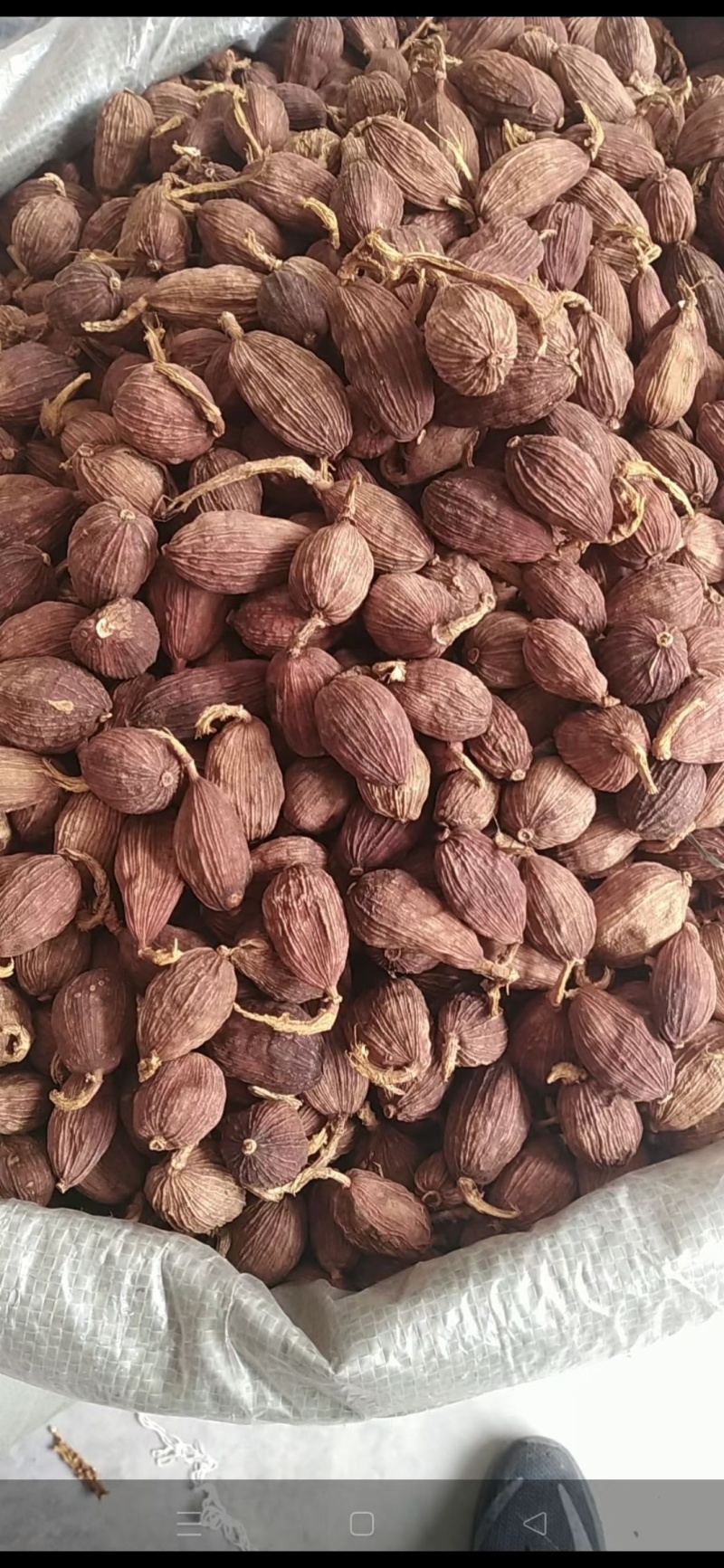 草果产地直供，量大从优，质量保证，可视频看货代发全国