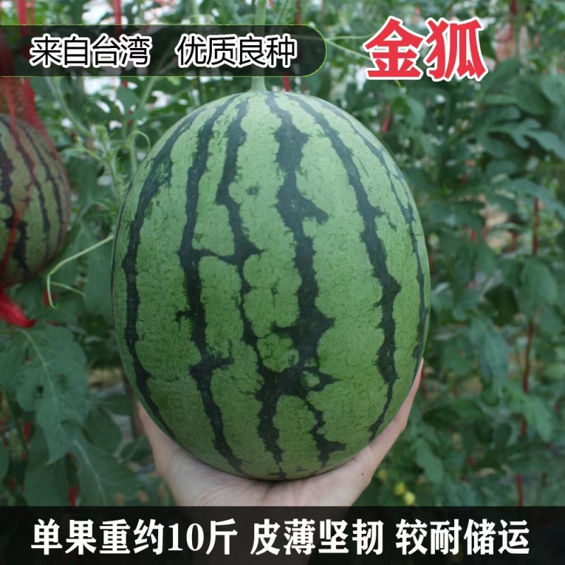 金狐西瓜种子薄皮椭圆形绿皮黄瓤西瓜种籽含糖量高耐储运