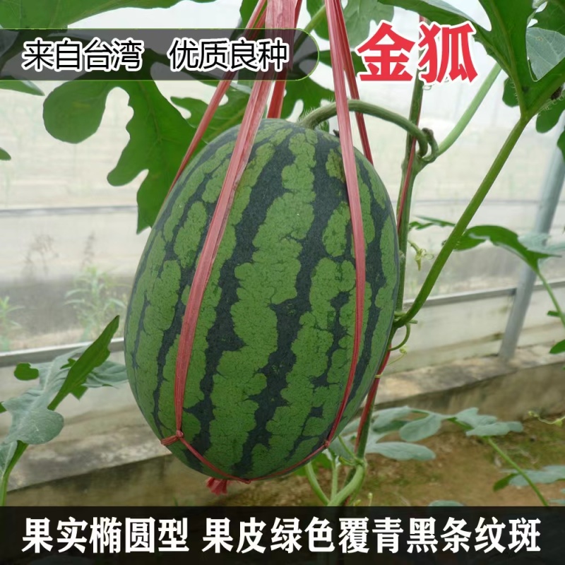 金狐西瓜种子薄皮椭圆形绿皮黄瓤西瓜种籽含糖量高耐储运