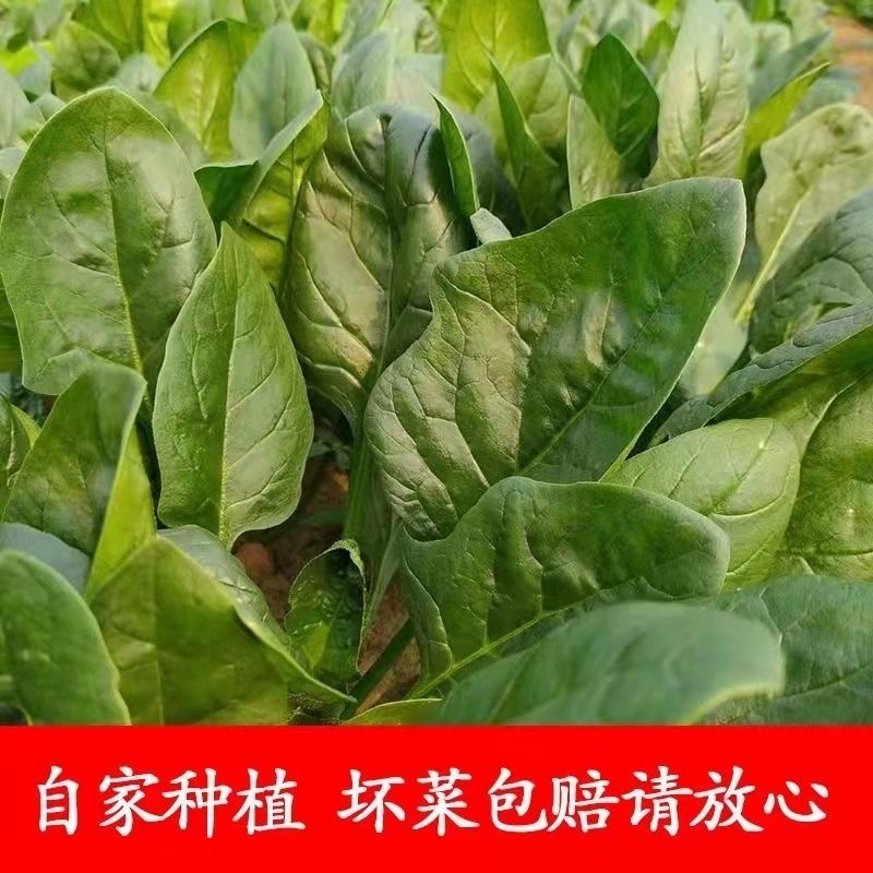 菠菜万亩原产地一手货源一件代发承接市场食堂电商等各大平台