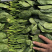 菠菜万亩原产地一手货源一件代发承接市场食堂电商等各大平台