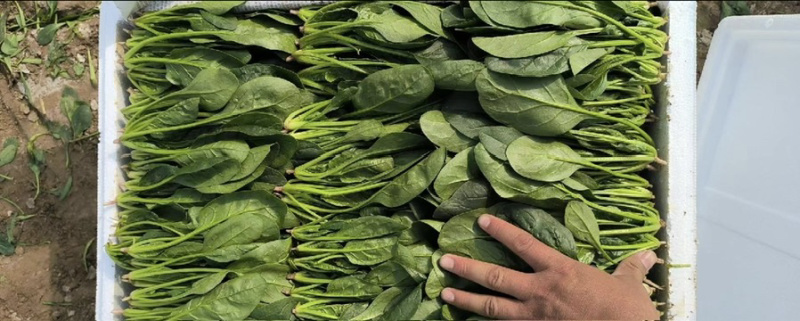 菠菜万亩原产地一手货源一件代发承接市场食堂电商等各大平台