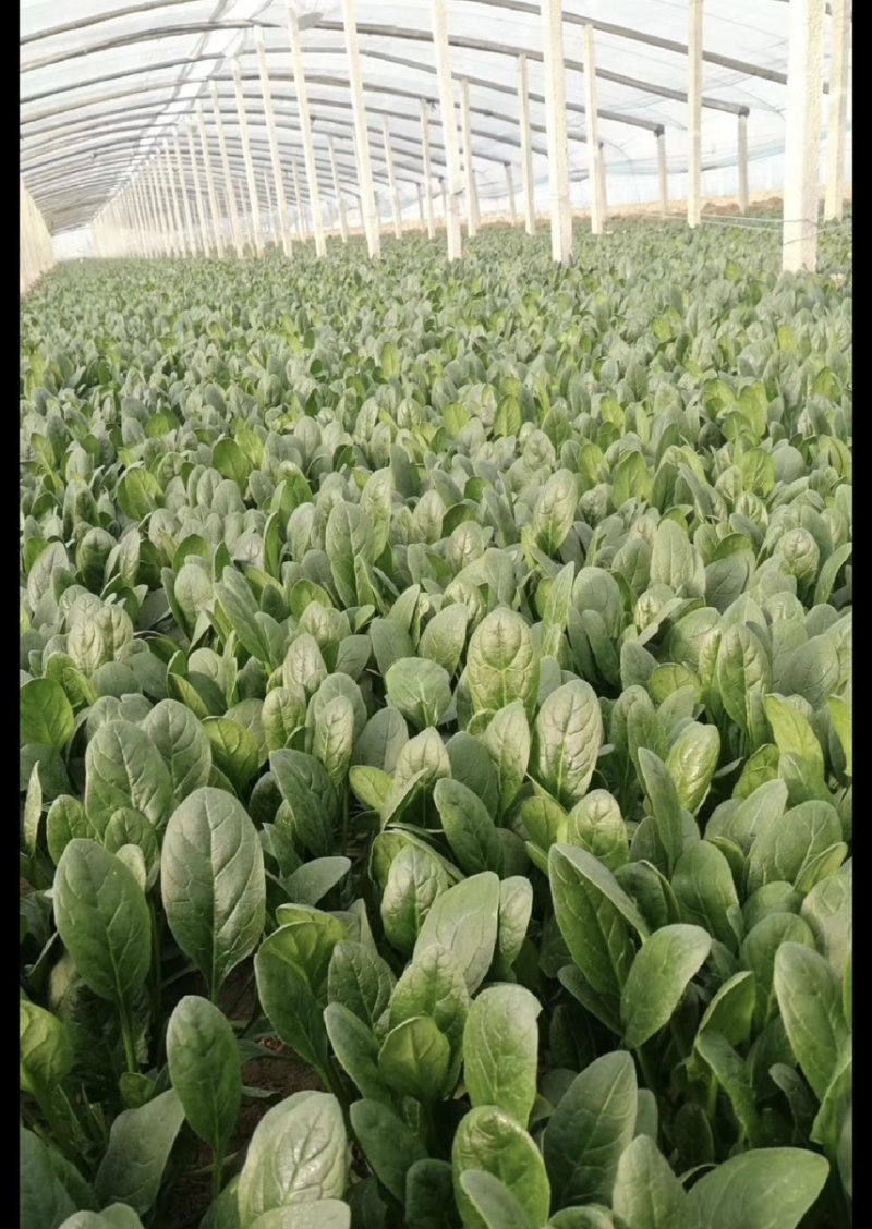 菠菜万亩原产地一手货源一件代发承接市场食堂电商等各大平台