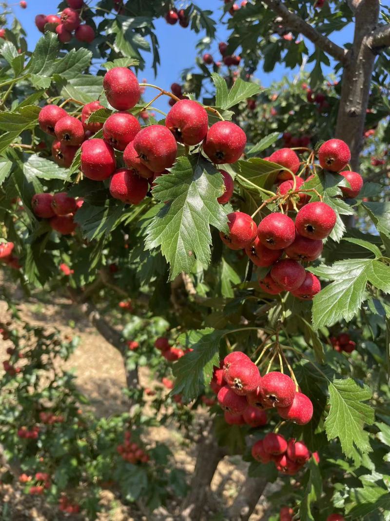 山楂山东产区直发保质保量供货发货全国