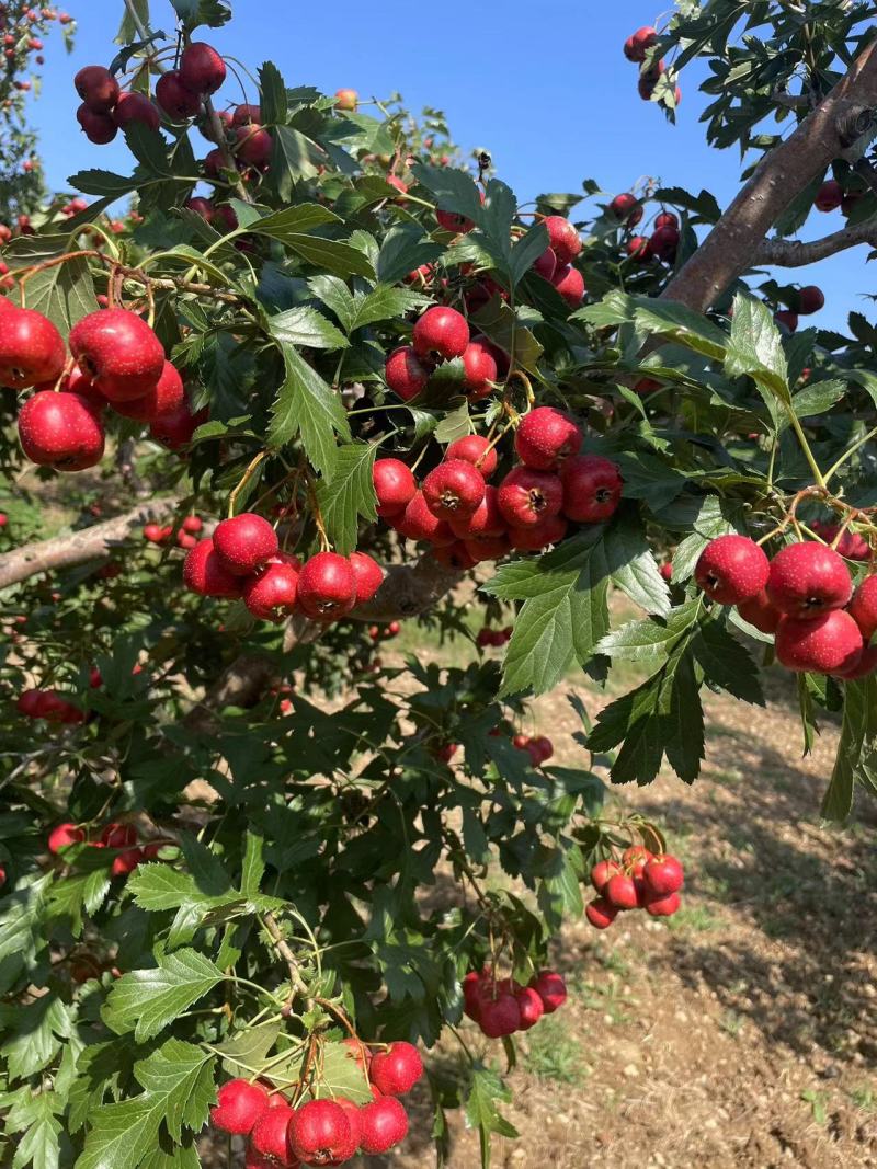 山楂山东产区直发保质保量供货发货全国