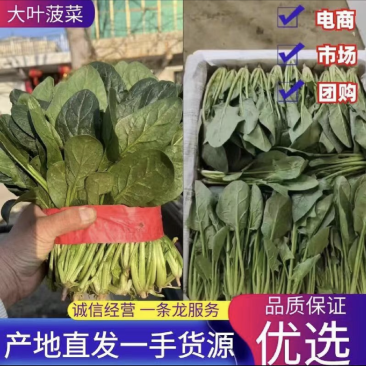 菠菜万亩基地承接一切需求一手货源强大供应链产地直销