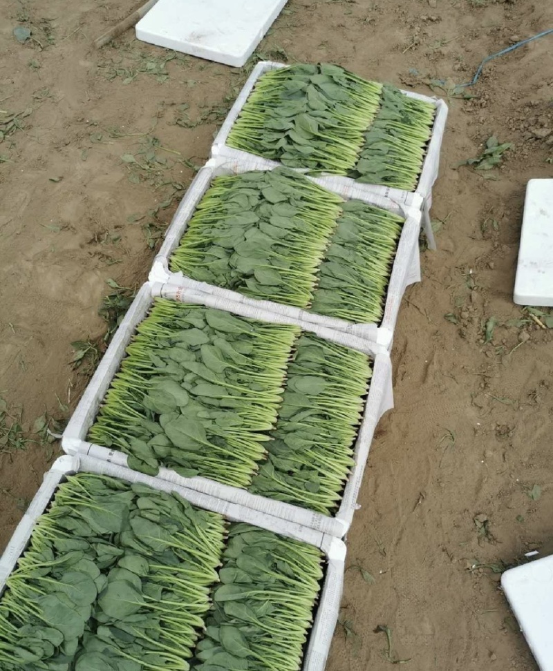 菠菜万亩基地承接一切需求一手货源强大供应链产地直销
