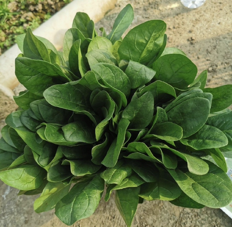 菠菜万亩基地承接一切需求一手货源强大供应链产地直销