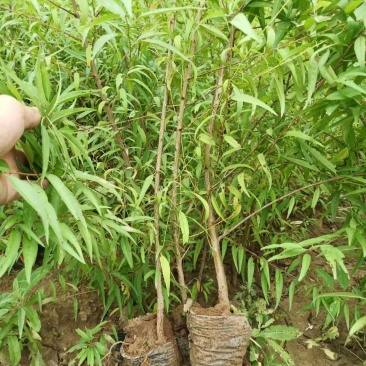 营养杯山桃