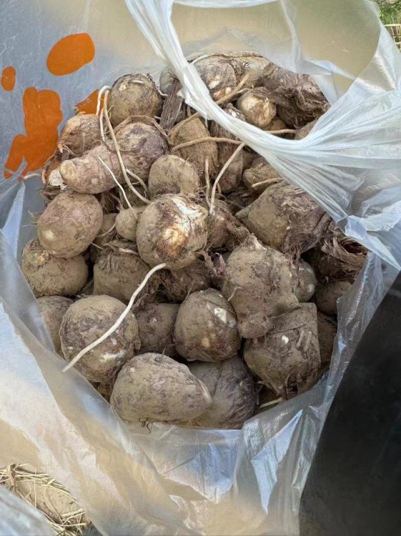 河南灵宝，优质芋头，品种8520，产地直发，大量供应