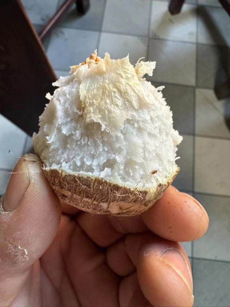 河南灵宝，优质芋头，品种8520，产地直发，大量供应