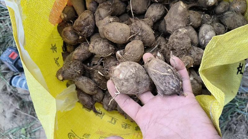 河南灵宝，优质芋头，品种8520，产地直发，大量供应
