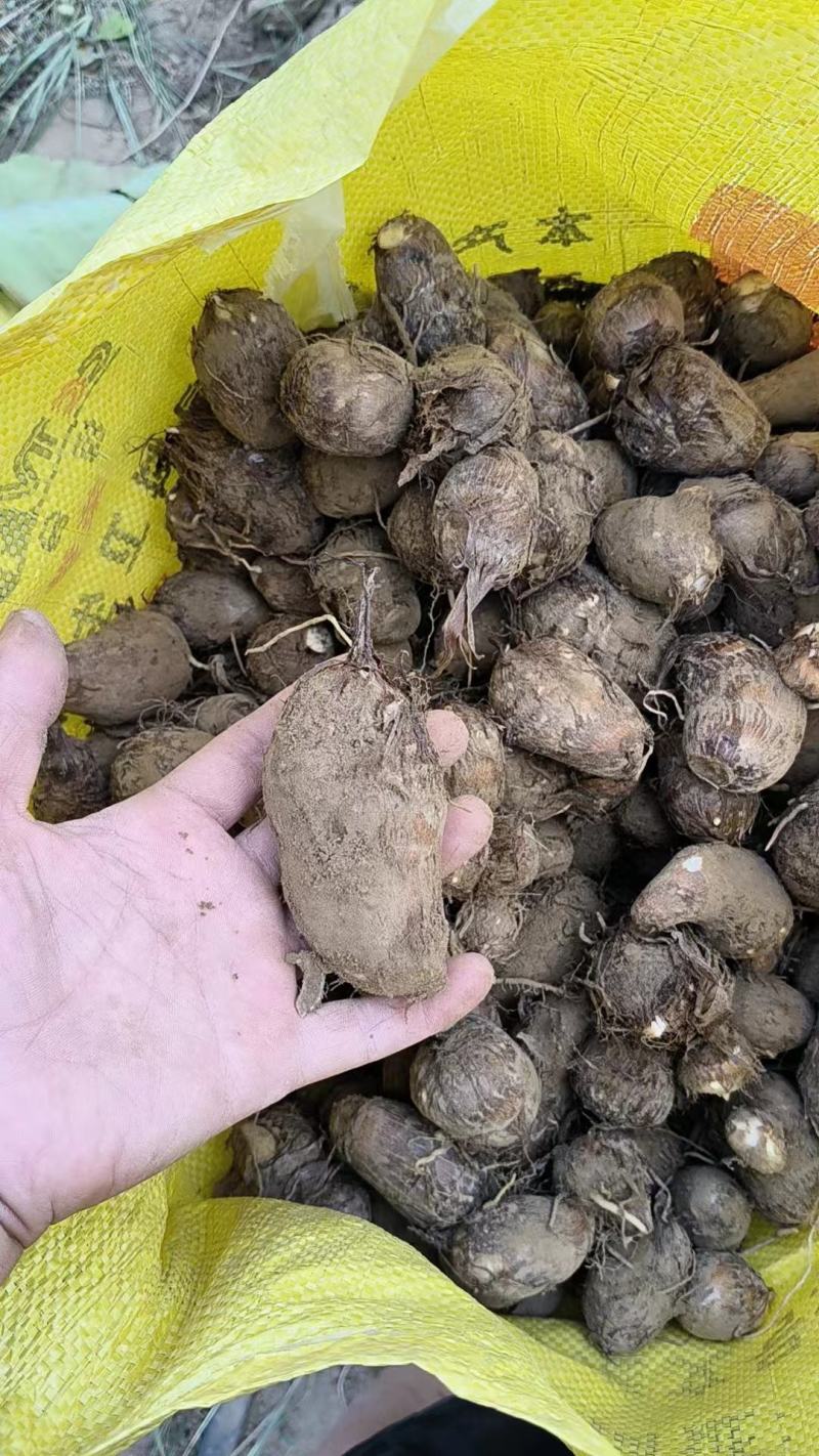 河南灵宝，优质芋头，品种8520，产地直发，大量供应