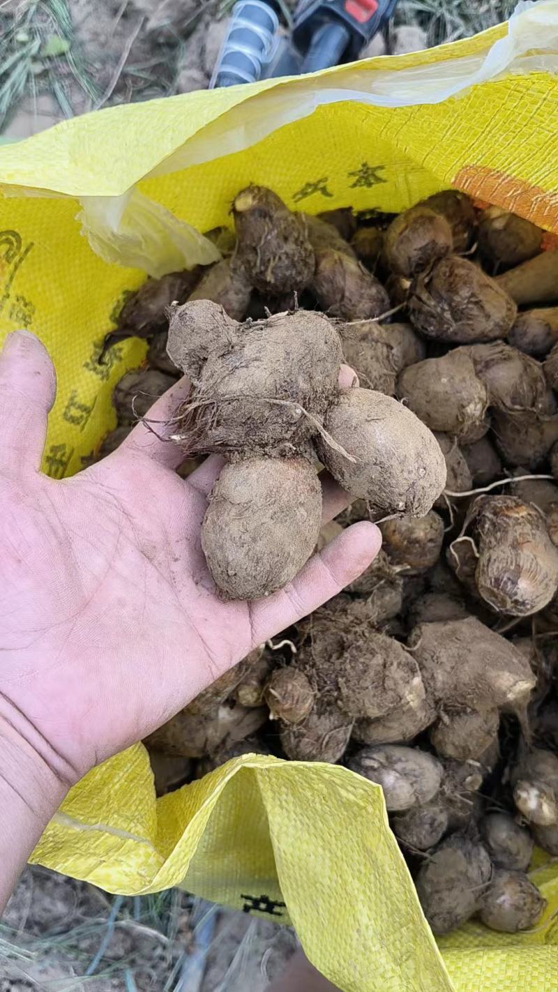 河南灵宝，优质芋头，品种8520，产地直发，大量供应