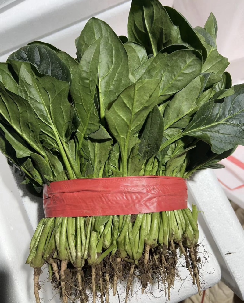 山东菠菜电商一件代发产地直发一手货源实力代办强大供应链