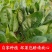 山东菠菜电商一件代发产地直发一手货源实力代办强大供应链