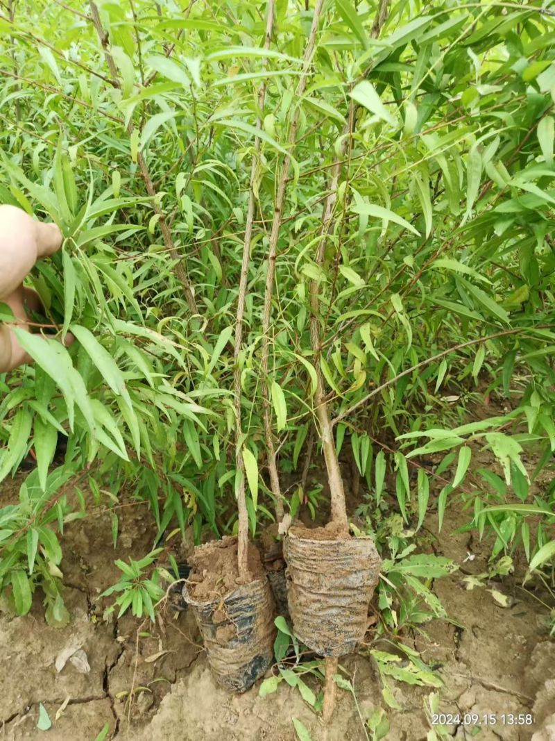 营养杯山桃